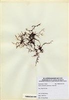 藏品(長枝沙菜)的圖片